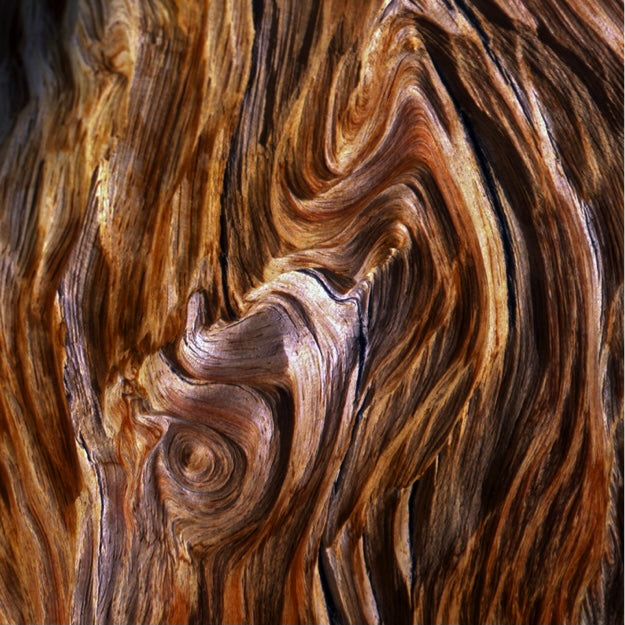 Unisex Woody Fragrances