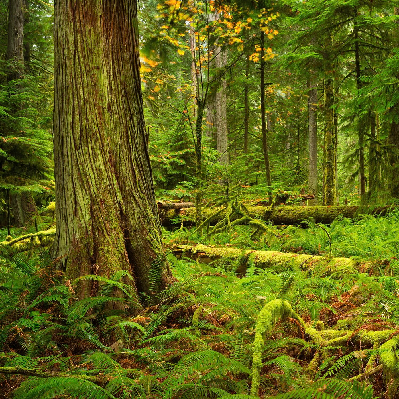 Mossy Woody Fragrances