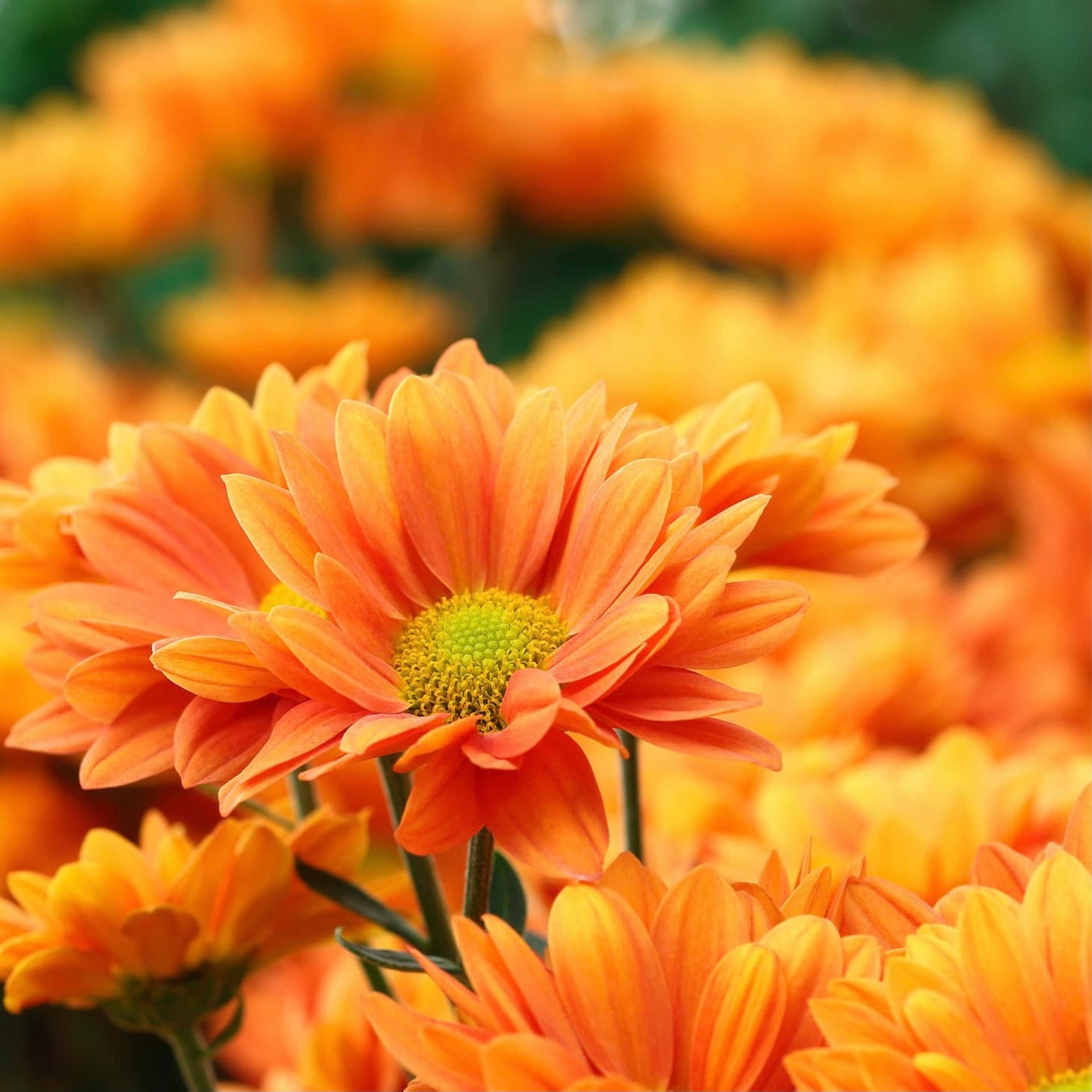 Floral Amber Fragrances
