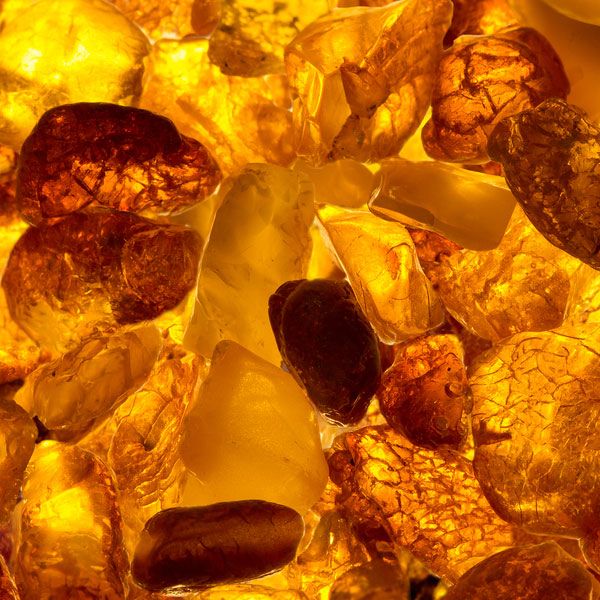 Women’s Soft Amber Fragrances